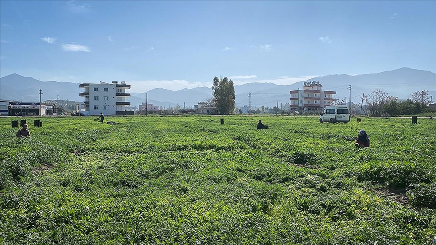 Çiftçiye yaklaşık 5 milyar liralık destek sağlandı