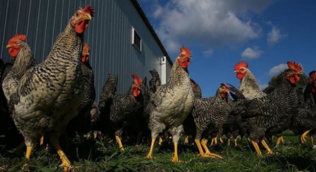 Türkiye, Kuş Gribinde Arilik Statüsünü Yeniden Kazandı  