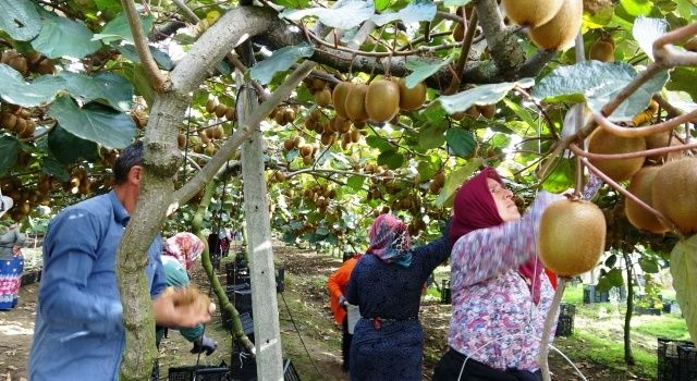 Ülkemizde en fazla kivi üretimi Marmara ve Karadeniz’de var