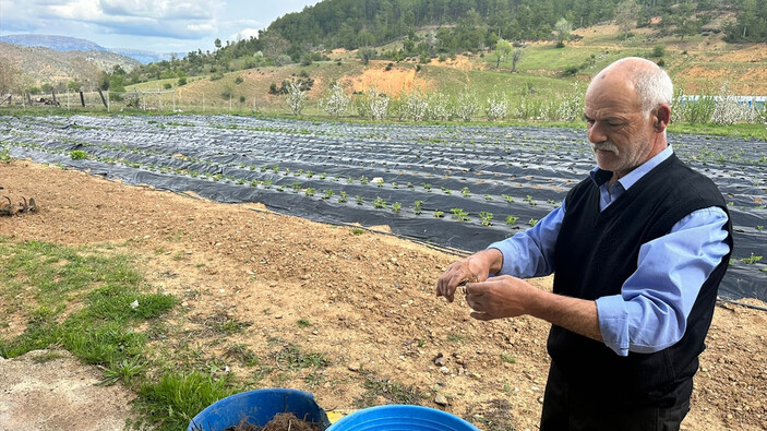 Isparta'da yayla çileğinde hasat dönemi başladı