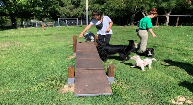 Yenilenen köpek parkı ile can dostların keyfi yerinde 