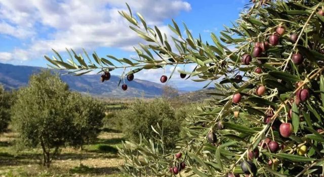 Zeytinlik Alanları İçin Kritik Karar: Danıştay, Madencilik Düzenlemesini İptal Etti